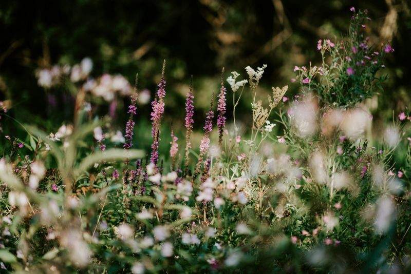 Low-Maintenance Backyard Replanting Plan